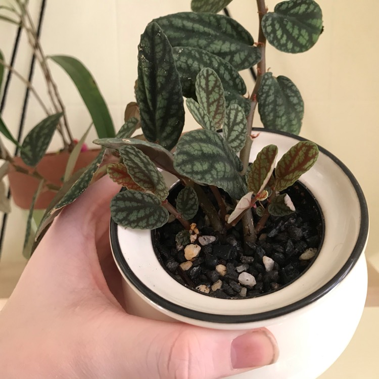 Plant image Pellionia Repens