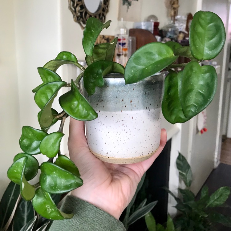 Plant image Hoya Carnosa 'Krinkle 8'