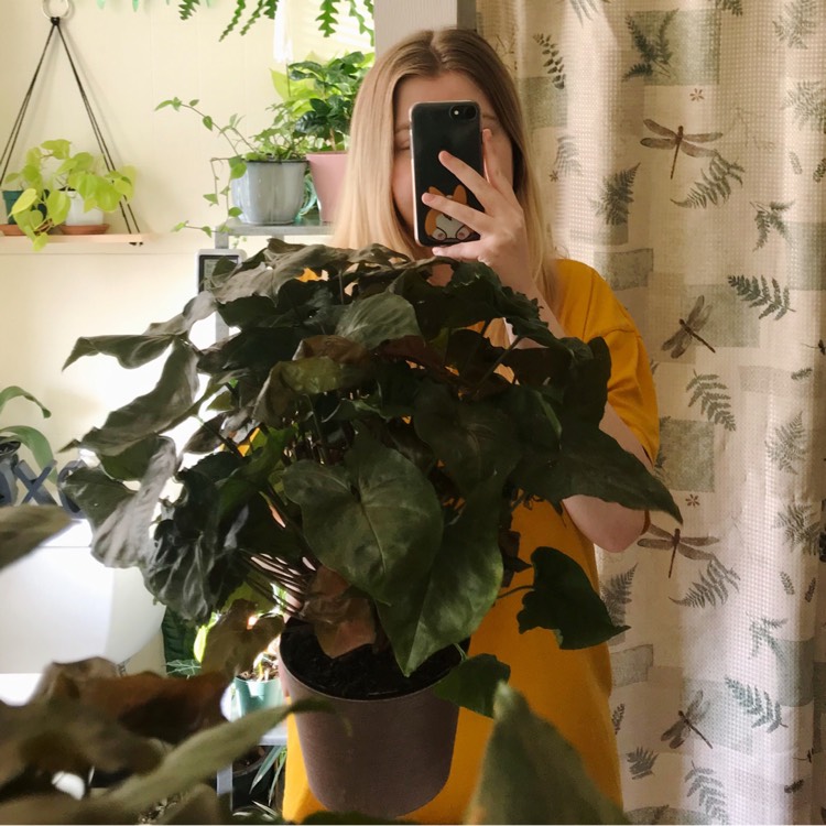 Plant image Syngonium podophyllum 'Bronze'