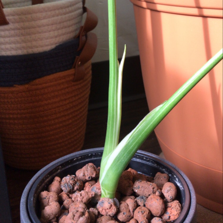 plant image 1224407 plant image 1224407