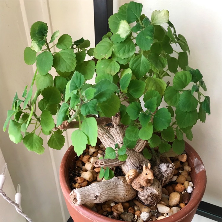 plant image 1229894