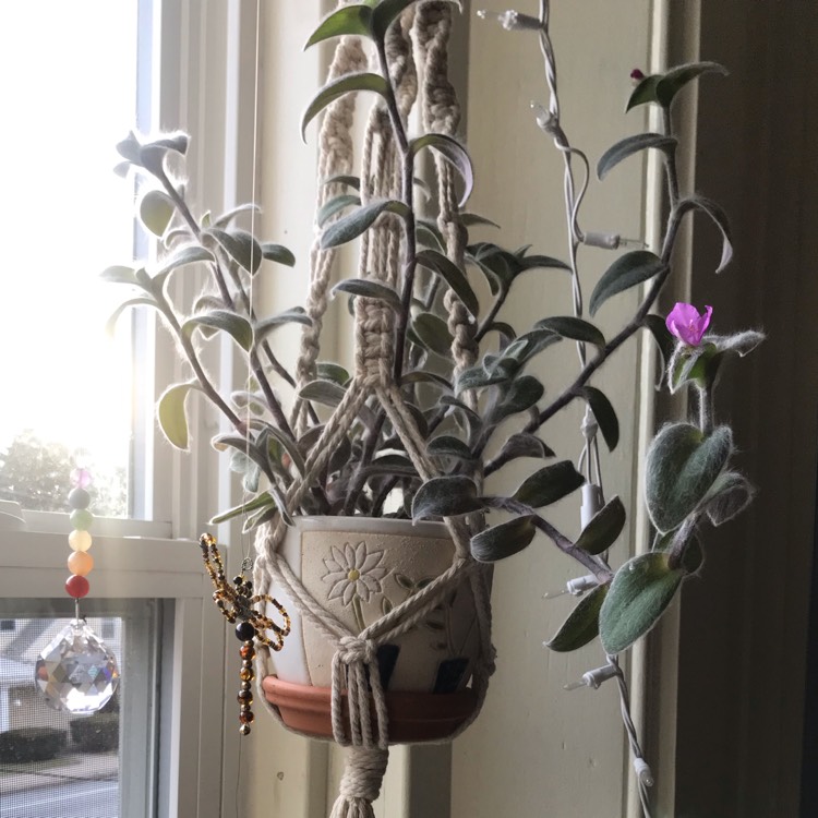 plant image 1236141