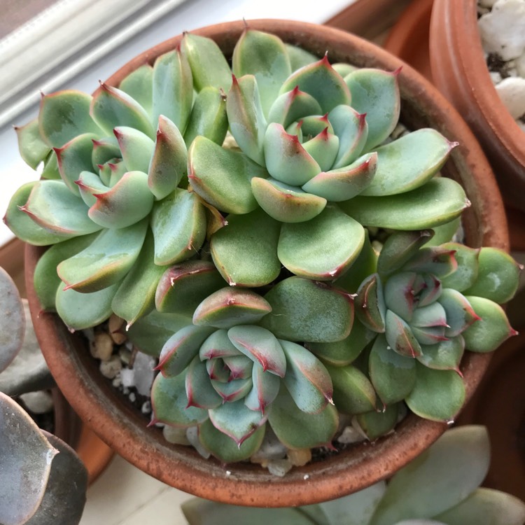 plant image 1266731
