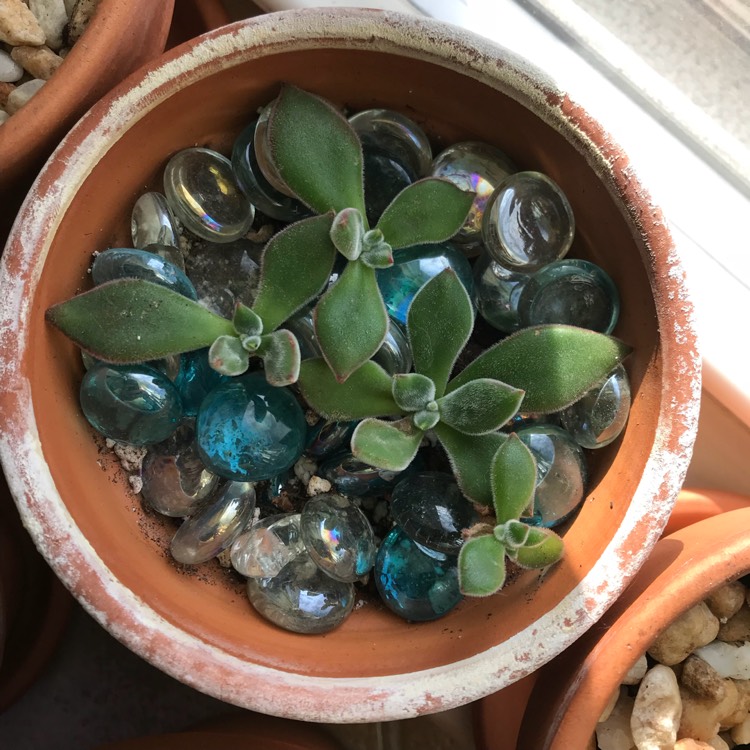 plant image 601443