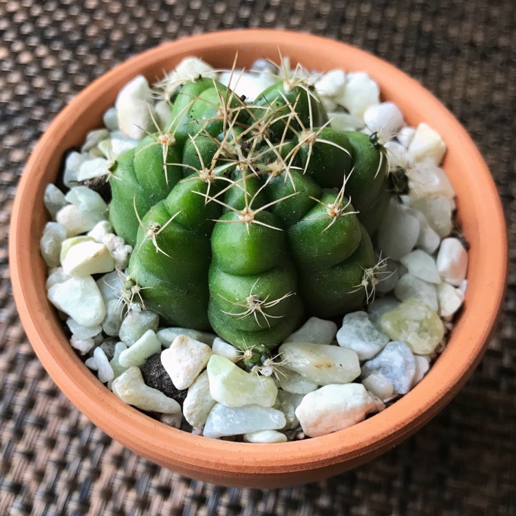 plant image 725518