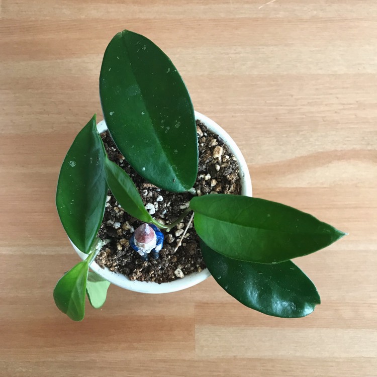 plant image 981082