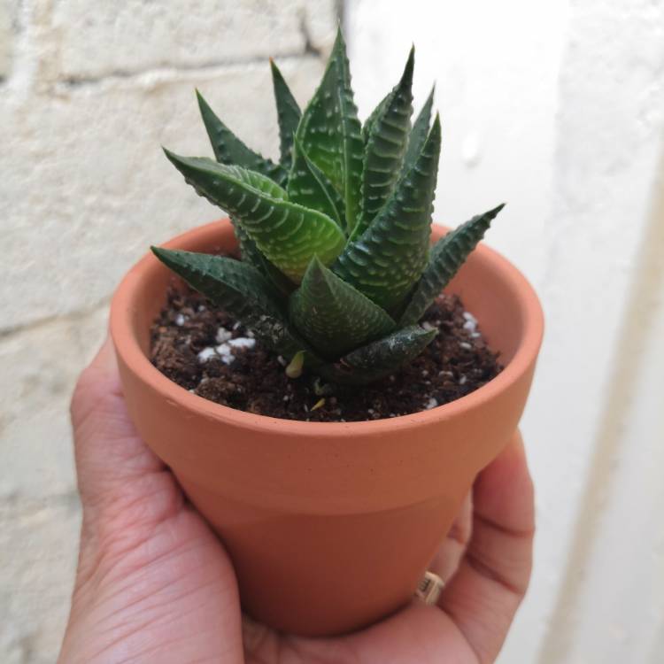 Plant image Haworthia resendeana