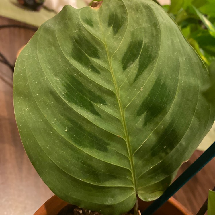 Plant image Maranta leuconeura 'Kerchoveana'