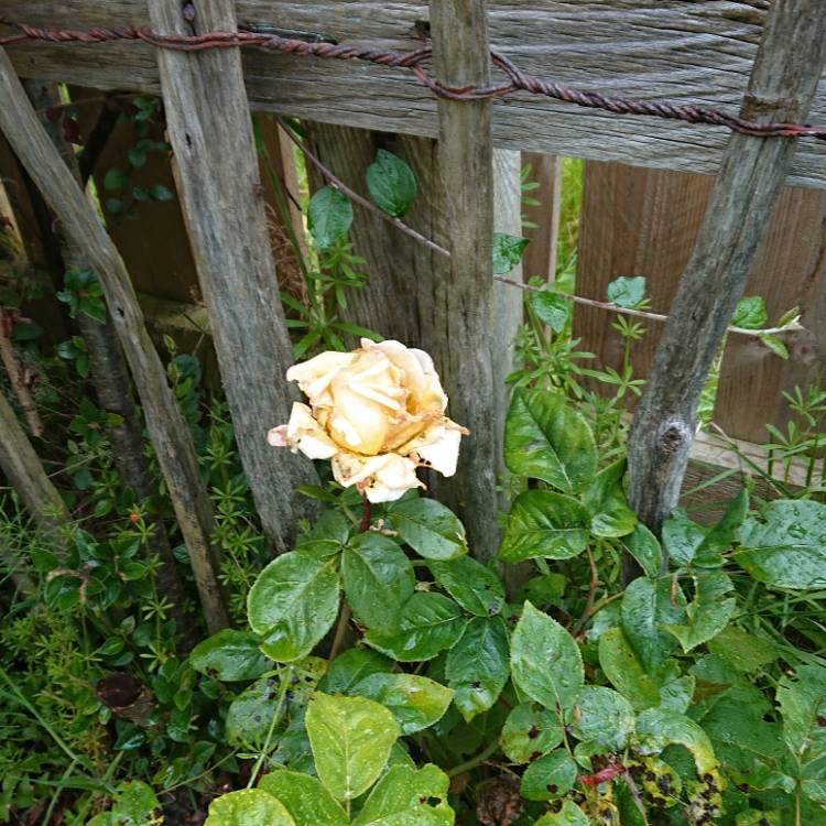 plant image 1066867 plant image 1066867
