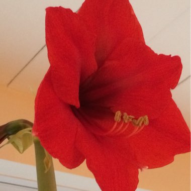 Hippeastrum (Galaxy Group) 'Red Lion'