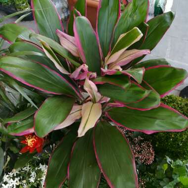 Ali's garden
