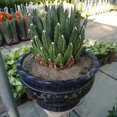 Queen Victoria agave