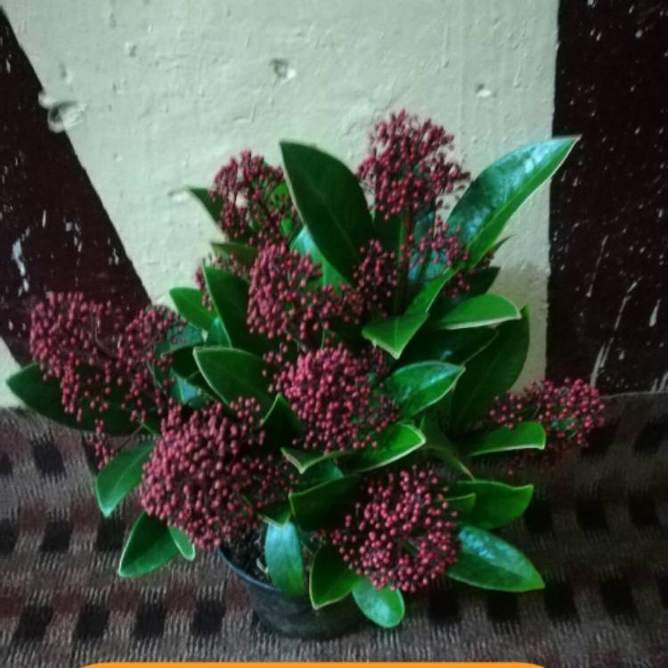 plant image 697456
