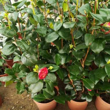 Camellia 'Adolphe Audusson'