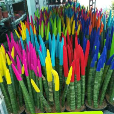 Cylindrical Snake Plant