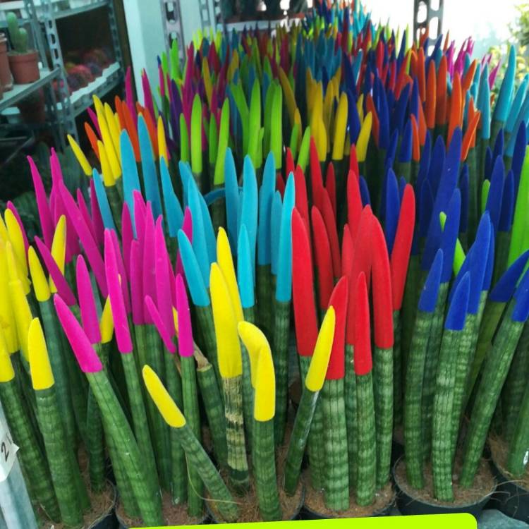 plant image 697473