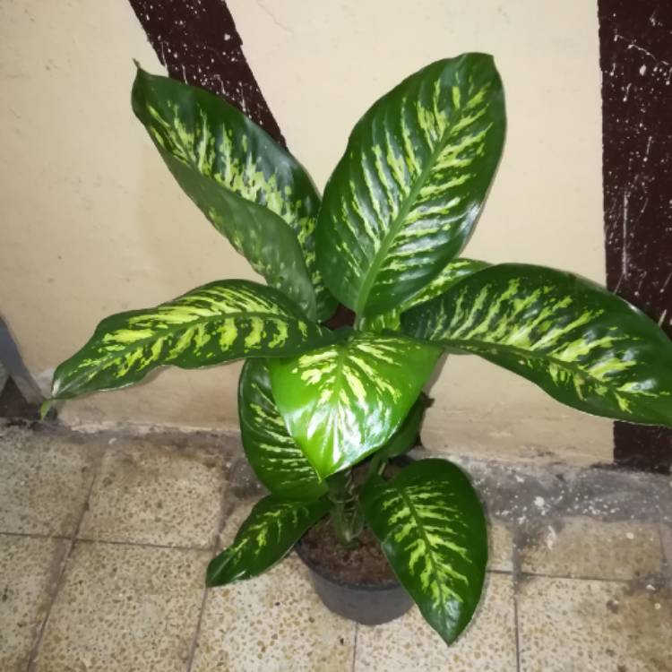 plant image 703524