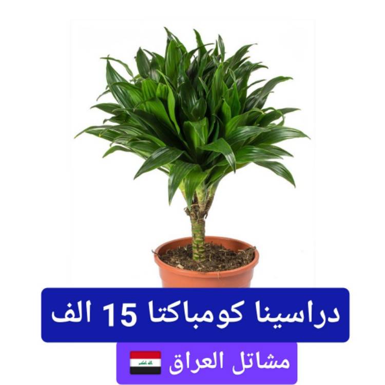 plant image 758864