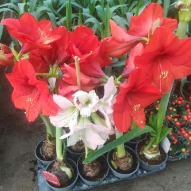 Ali's garden