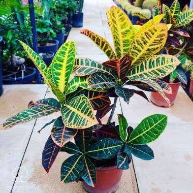 Garden croton