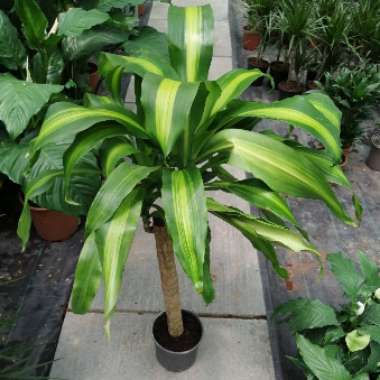 Happy Plant