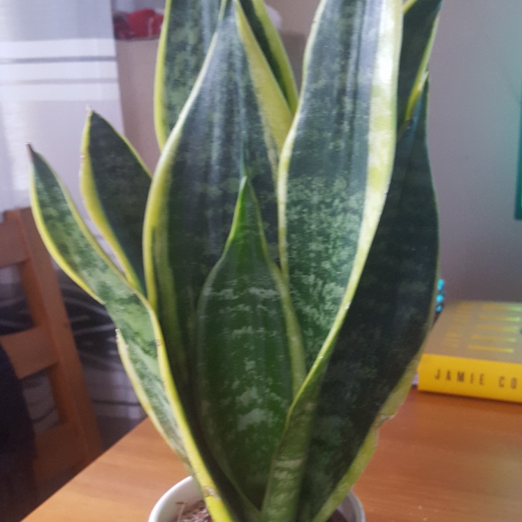 plant image 915565