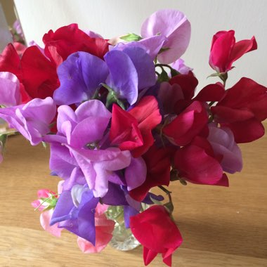 Lathyrus odoratus