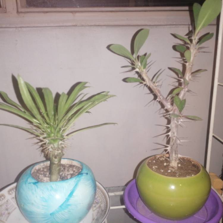 plant image 1353133