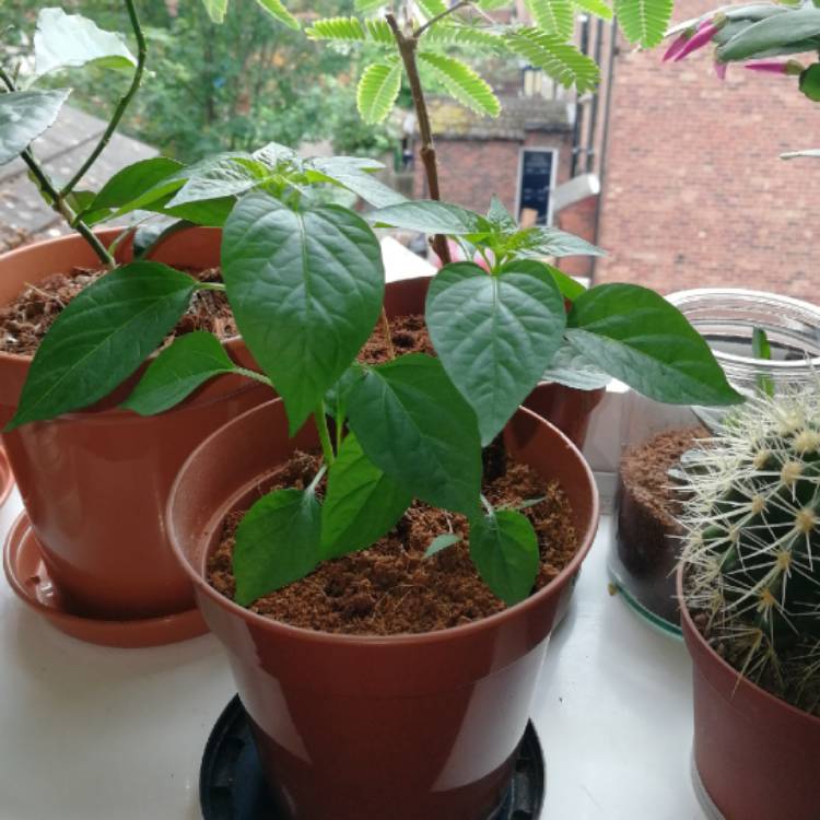 Plant image Capsicum Annuum 'Thai Hot'