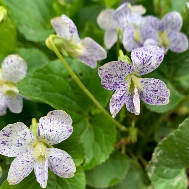 Viola sororia 'Freckles'