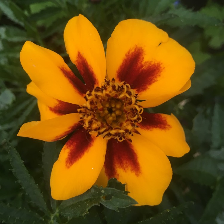 Plant image Tagetes patula 'Naughty Marietta'