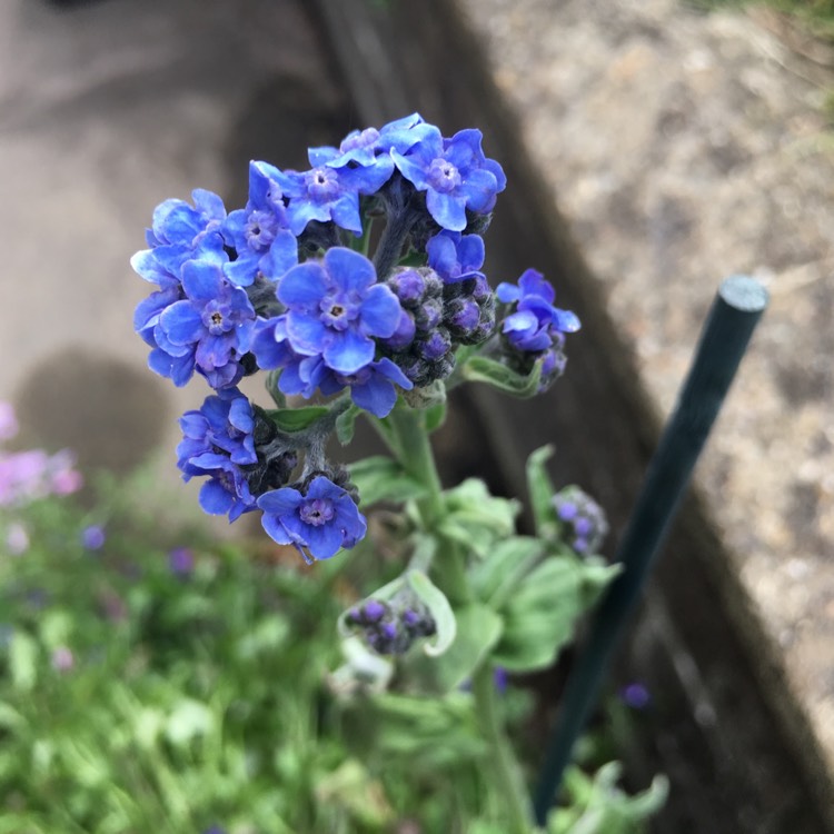 Plant image Cynoglossum amabile