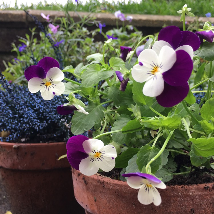 plant image 554758