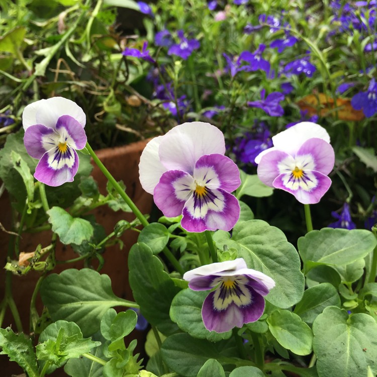 Plant image Viola cornuta x williamsiana 'Sorbet Pink Halo'