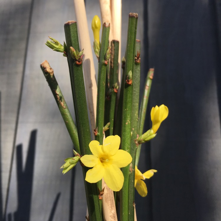 plant image 617952