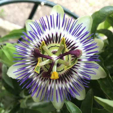 Passiflora caerulea