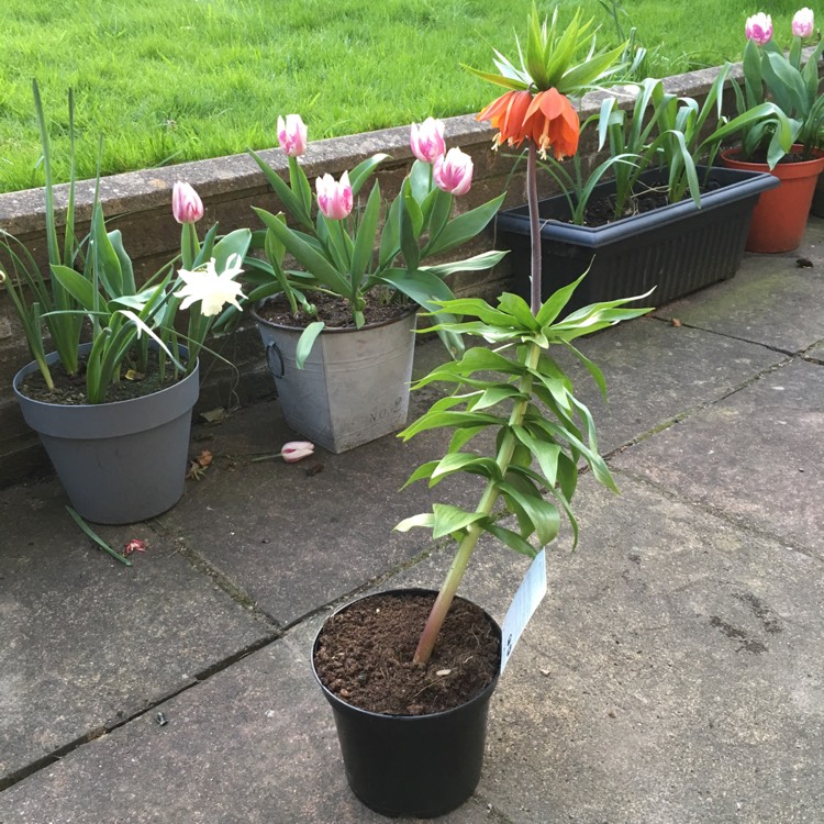 plant image 664696