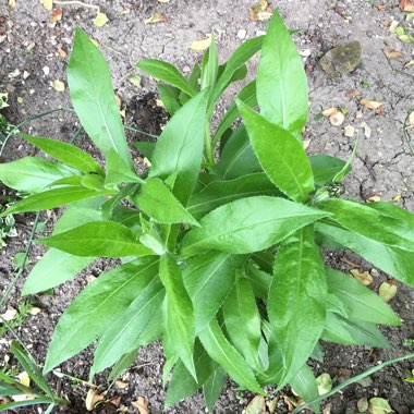 Centaurea montana