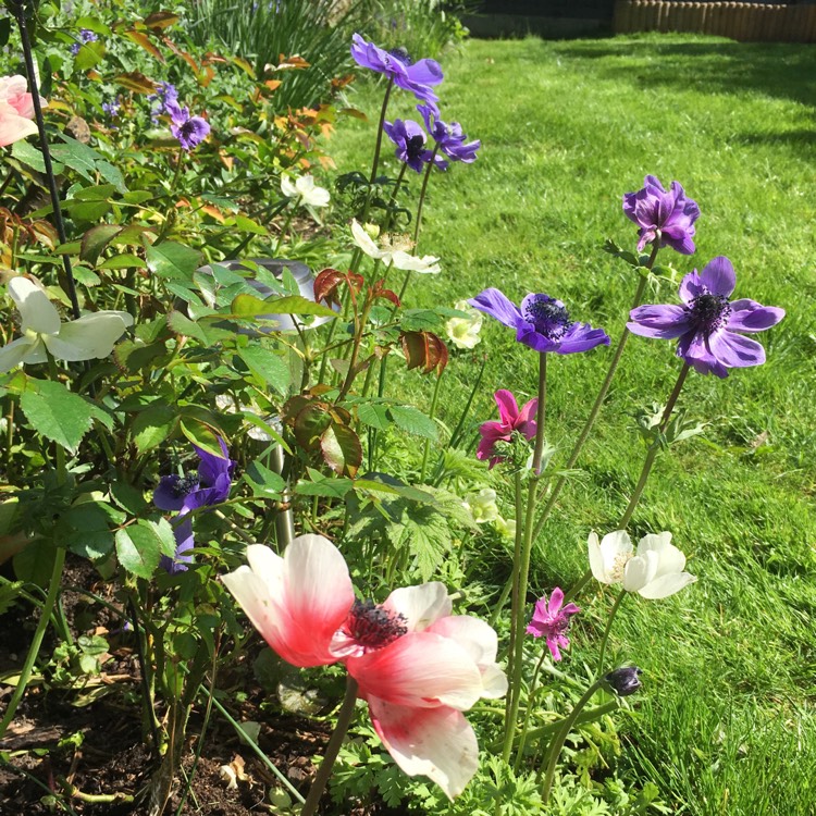 Anemone coronaria De Caen (Mix), Anemone De Caen (Mix) - uploaded by @AlisaJ