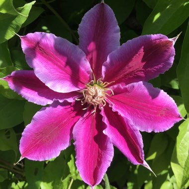 Clematis