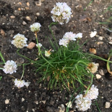Armeria maritima 'Alba'