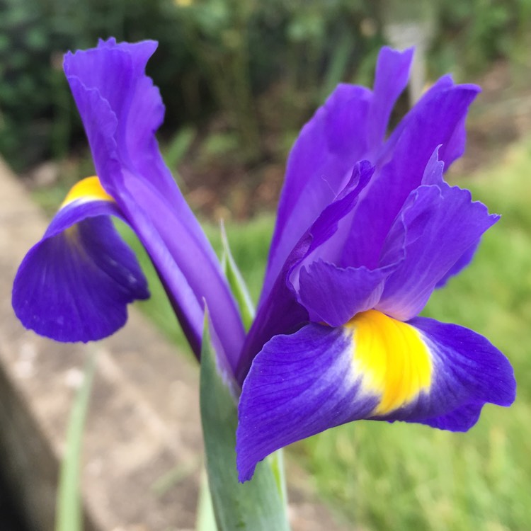 Plant image Iris x hollandica 'Sapphire Beauty'