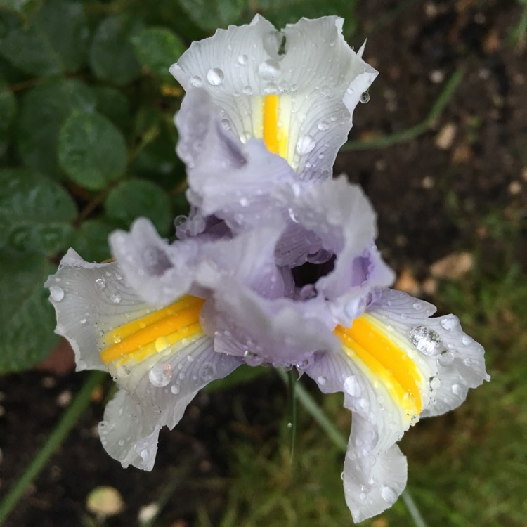 Plant image Iris x hollandica 'Casa Blanca'