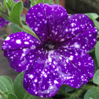 Petunia 'Kleph15313' syn. Petunia 'Night Sky', Petunia 'Headliner Night Sky'