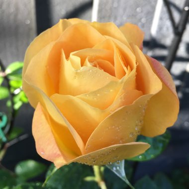Rosa (Climbing)