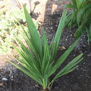 Chamaerops humilis