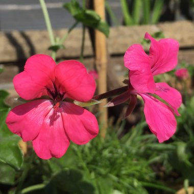 Pelargonium