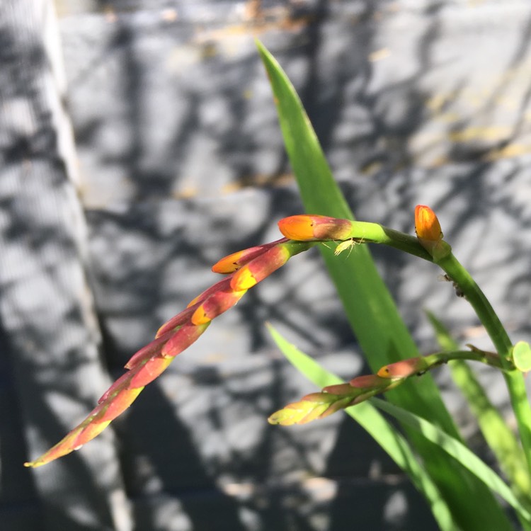 plant image 781367