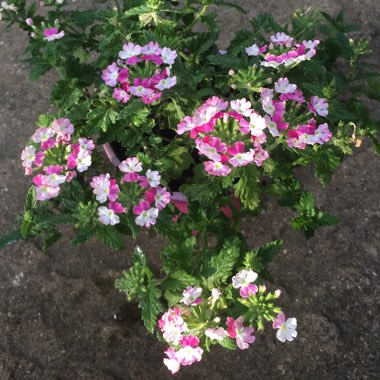 Verbena