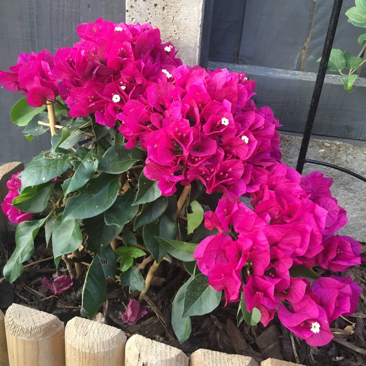 plant image 806230